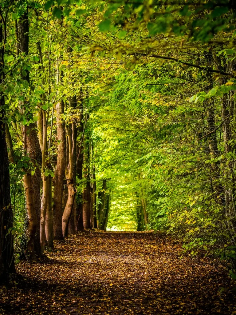 Chemin traversant une forêt, illustrant un temps de recul, de réflexion et de transformation personnelle.