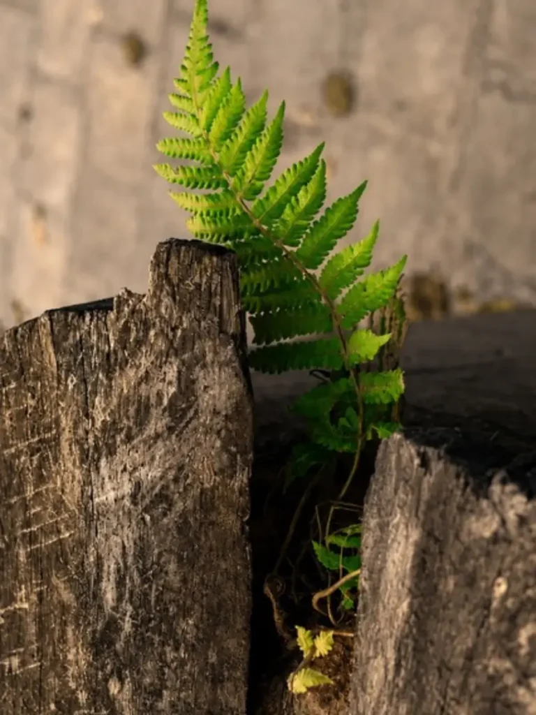Séance de coaching dans la nature favorisant la prise de recul, la clarté et la transformation professionnelle.