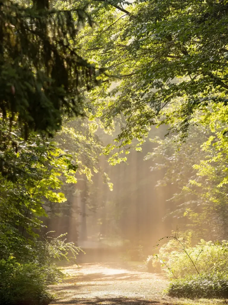 Chemin en forêt traversé par la lumière, illustrant un temps de recul, de réflexion et de clarification dans un accompagnement de dirigeant.
