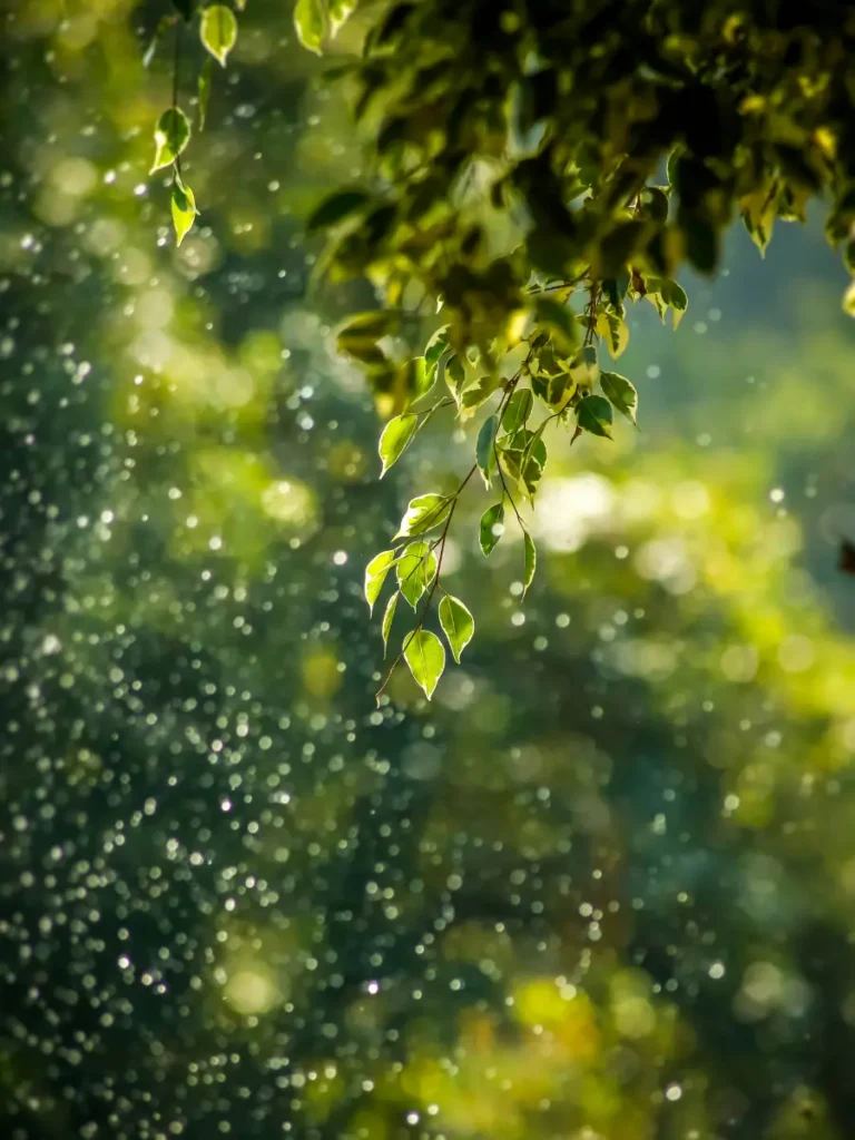 La nature comme espace de ressourcement, de réflexion et de transformation dans la méthode CREATIVE