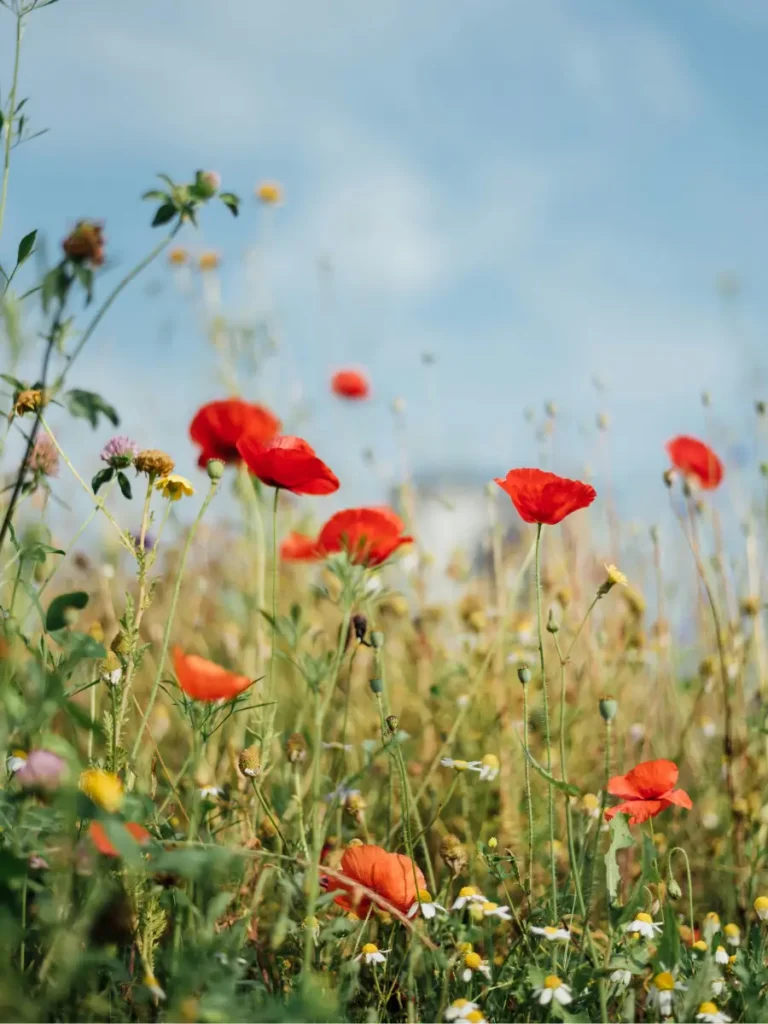 Paysage naturel avec des coquelicots illustrant la transformation de votre trajectoire professionnelle.